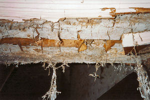 Picture of dry rot timber infestation